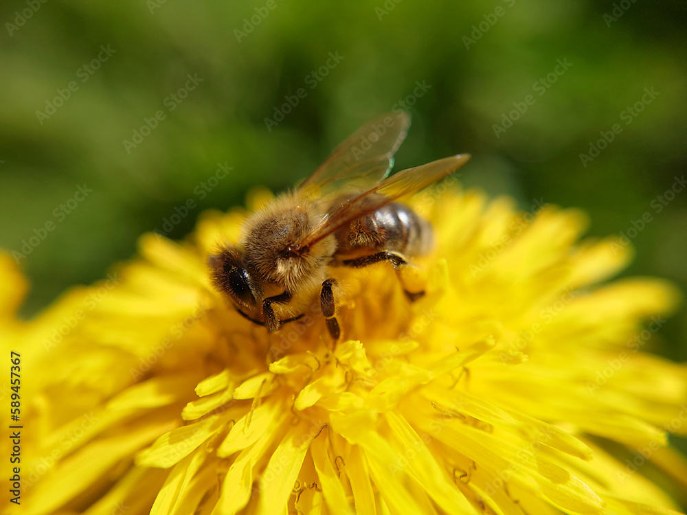 Die Biene im Frühling Die Biene im Frühling