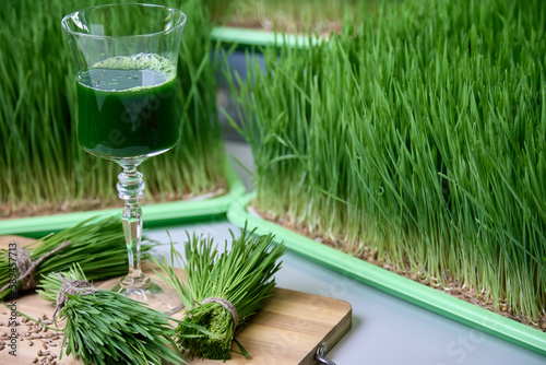 A glass on a leg stands on a wooden board, filled with delicious healthy wheat juice. Vitamin drink wheatgrass is obtained from microgreens of wheatgrass for vegetarians and healthy eating © Aleksandr