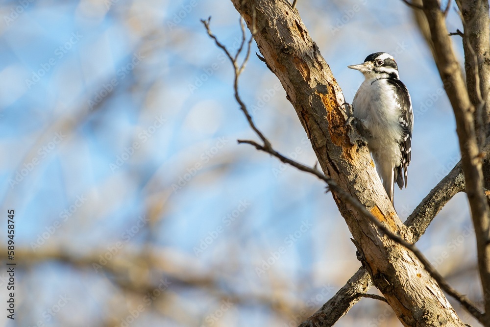 Selective focus shot of a spotted woodpecker bird perched on a tree Selective focus shot of a spotted woodpecker bird perched on a tree