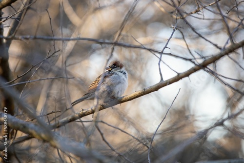 Selective focus shot of a true sparrow bird perched on a bare tree branch