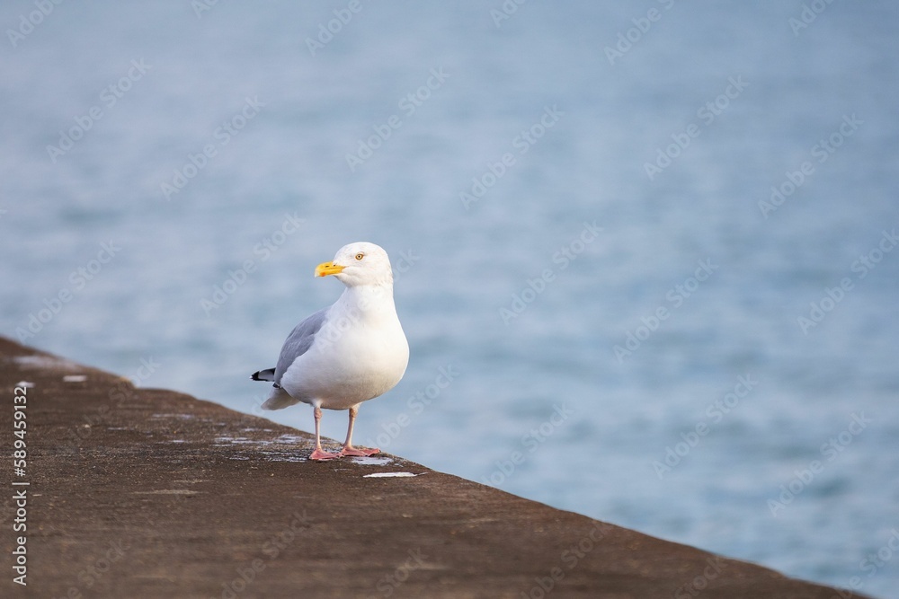 View of a beautiful seagull on a shore of a sea during sunrise View of a beautiful seagull on a shore of a sea during sunrise