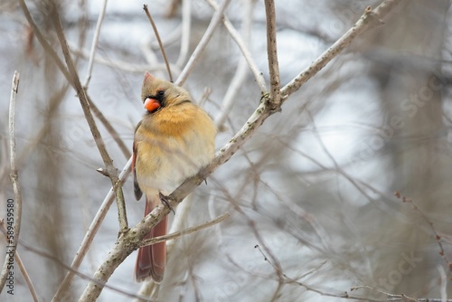 Close-up shot of a female Northern Cardinal perched on a branch in the winter garden