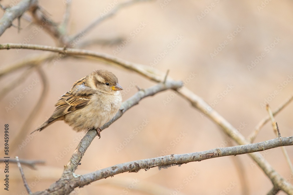 Fototapeta premium House Sparrow sitting on branch against blur background