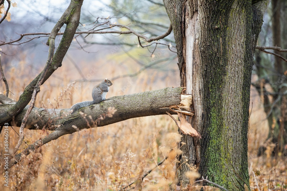 Landscape shot of a squirrel on a broken branch slightly attached to the tree