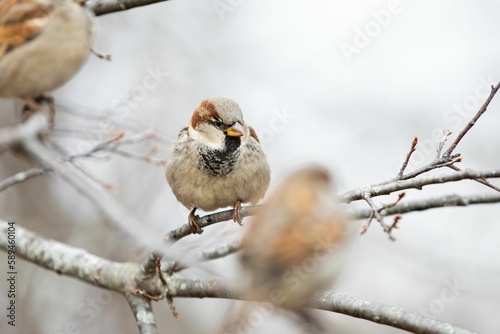 House Sparrow sitting on branch against blur background
