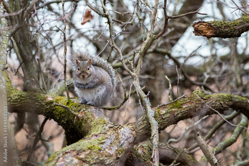 Fototapeta premium Closeup of a squirrel standing on a thick tree branch in the woods