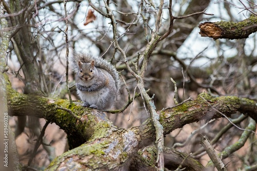 Closeup of a squirrel standing on a thick tree branch in the woods
