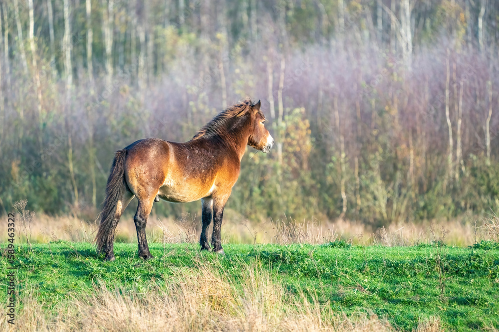 A wild brown Exmoor pony, against a against a forest and reed background. in the nature reserve at Fochteloo, autumn colors in winter. The Netherlands. Selective focus, lonely, one animal.