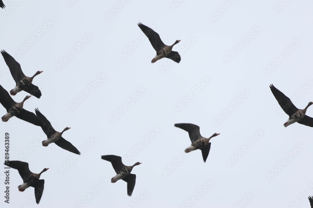 Fototapeta premium Flock of greater white-fronted geese, Anser albifrons in the sky.