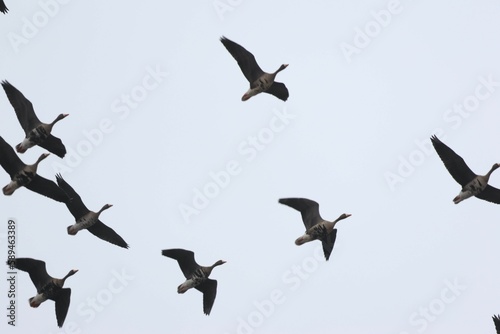 Flock of greater white-fronted geese, Anser albifrons in the sky.