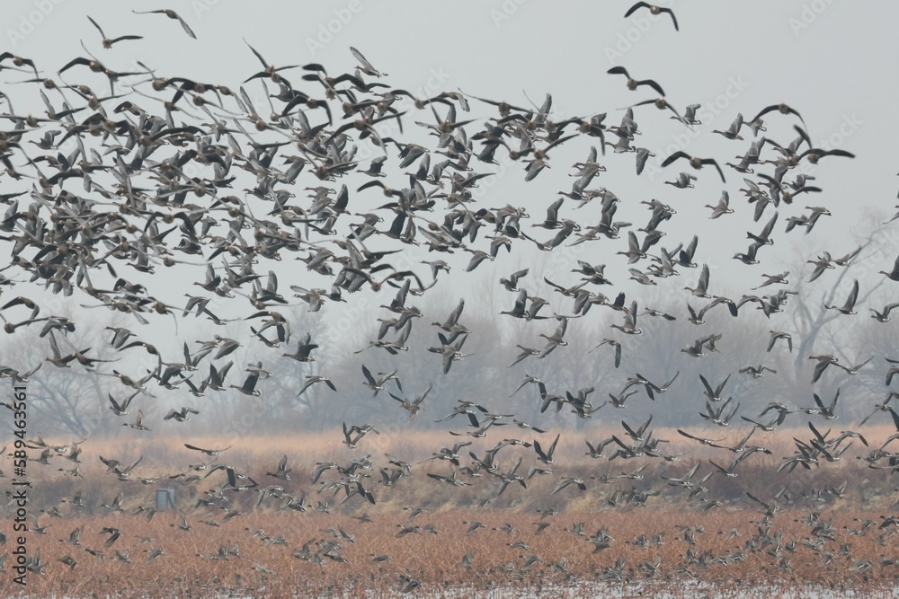 Flock of greater white-fronted geese, Anser albifrons migrating.