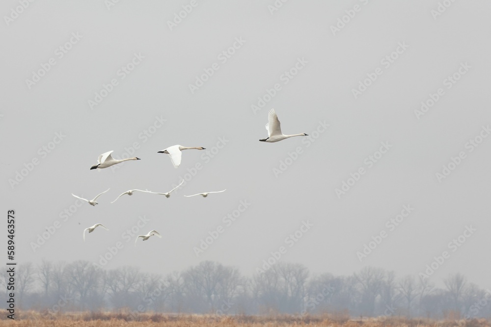 Group of trumpeter swans, Cygnus buccinator flying in the sky. Group of trumpeter swans, Cygnus buccinator flying in the sky.