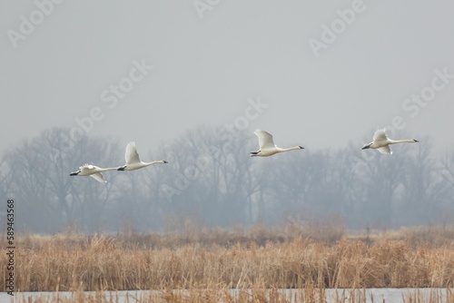 Group of trumpeter swans, Cygnus buccinator during flight.