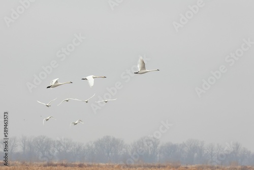 Group of trumpeter swans, Cygnus buccinator flying in the sky.
