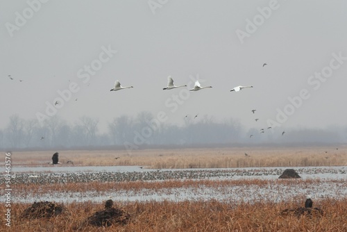 Group of trumpeter swans, Cygnus buccinator during flight. © Spengel's Angles/Wirestock Creators