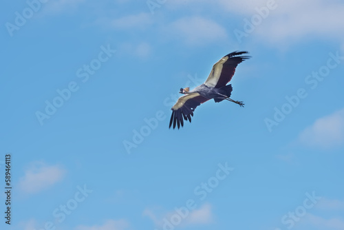 Grey crowned crane  golden crested crane in the blue sky. Summer landscape