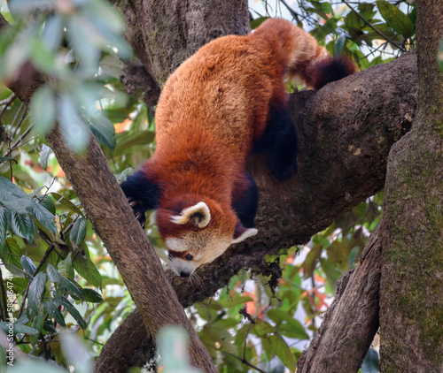 The red panda ,also known as the lesser panda, is a small mammal native to the eastern Himalayas and southwestern China. © ABIR