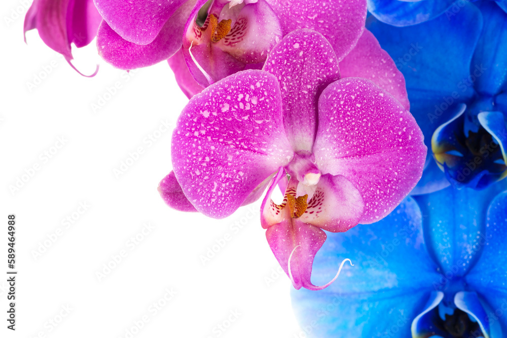orchid pink blue flower with water drops orchid pink blue flower with water drops