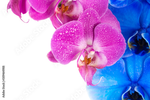 Fototapeta Naklejka Na Ścianę i Meble -  orchid  pink blue flower with water drops