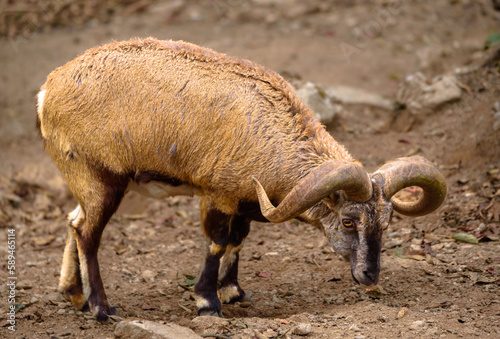 The Bharal . also called the Blue Sheep, is a caprine native to the high Himalayas.