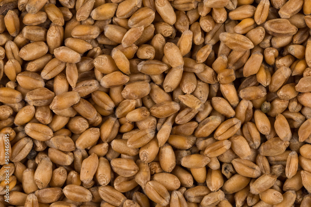 whole background of wheat grain whole background of wheat grain