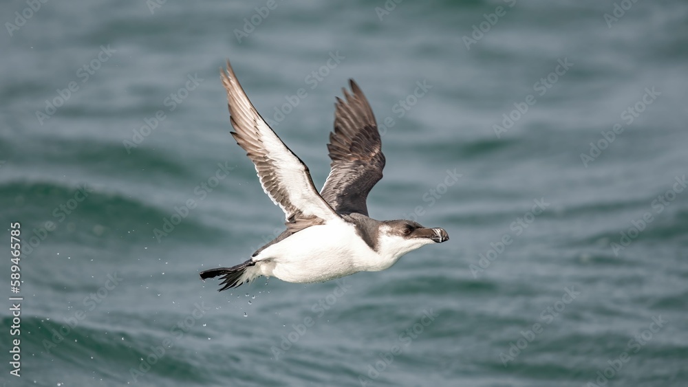 Graceful razorbill soaring over a serene body of water, riding a gentle wave