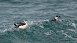 Razorbills are captured in mid-swim in a tranquil body of water