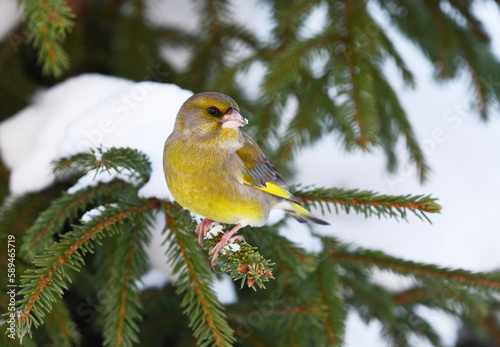 European greenfinch (Chloris chloris) sitting in the snowy spruce in winter. © Henri