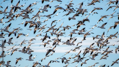 Beautiful shot of a group of snow geese migrating with the blue sky in the background