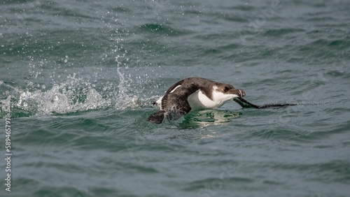 Striking image of a razorbill gliding over the surface of the water, wings outstretched in flight