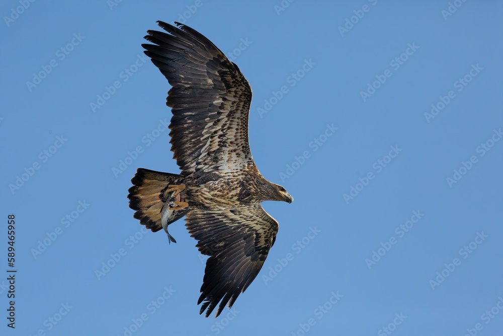 Obraz premium Closeup of a white-tailed eagle (Haliaeetus albicilla) during its flight
