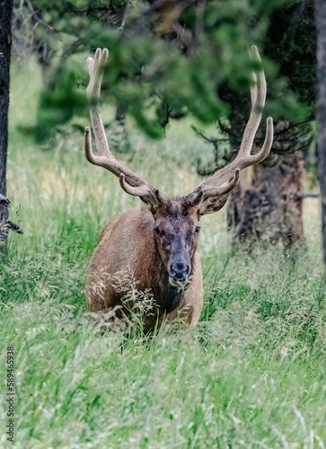 Vertical shot of a noble deer with big horns in the green forest