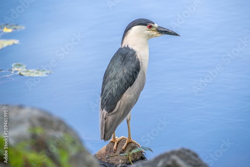 Closeup of a Black-crowned night heron perched on a rock in a lake