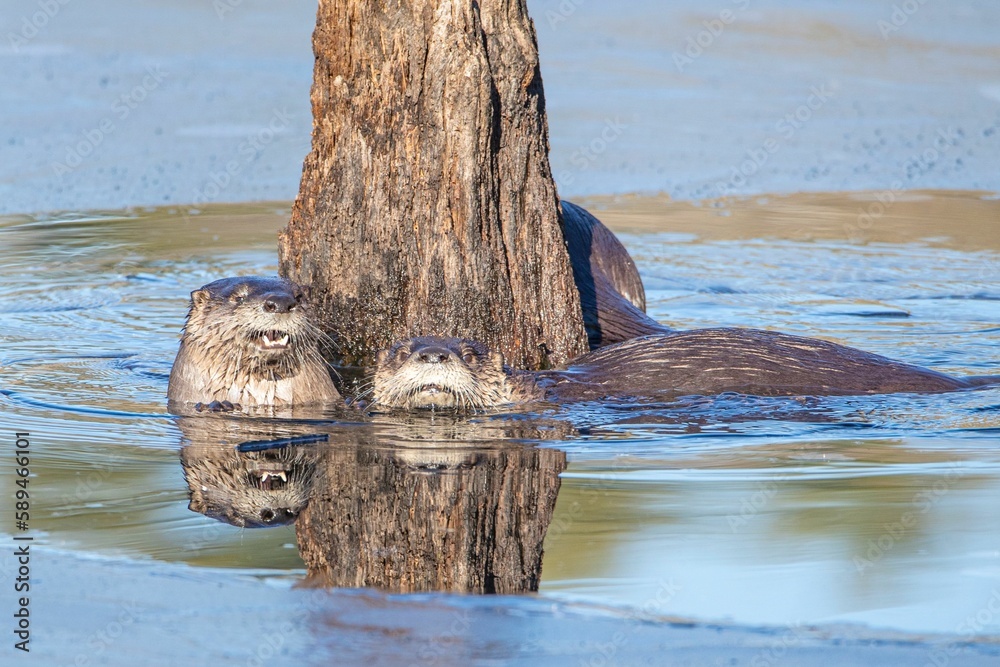 Two wet North American river otters swimming in the water by tall driftwood Two wet North American river otters swimming in the water by tall driftwood