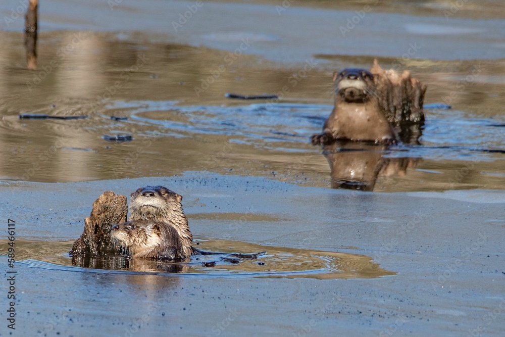 Fototapeta premium Close-up shot of Eurasian otters in a frozen water