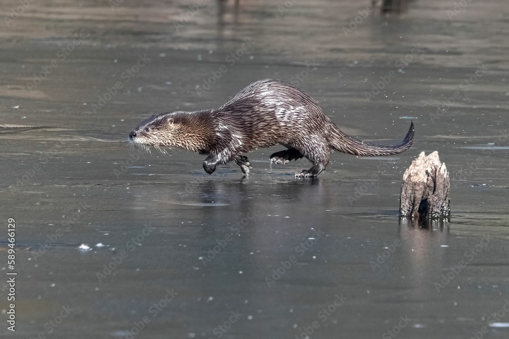 Fototapeta premium Side view of an adorable wet North American river otter running in shallow water