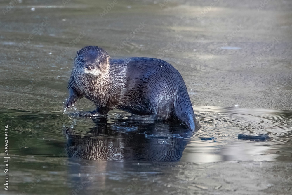 Obraz premium Adorable wet North American river otter wandering in shallow water