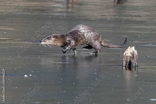Side view of an adorable wet North American river otter running in shallow water