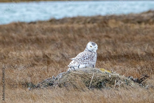 a snowy owl sitting on top of a mound in the grass