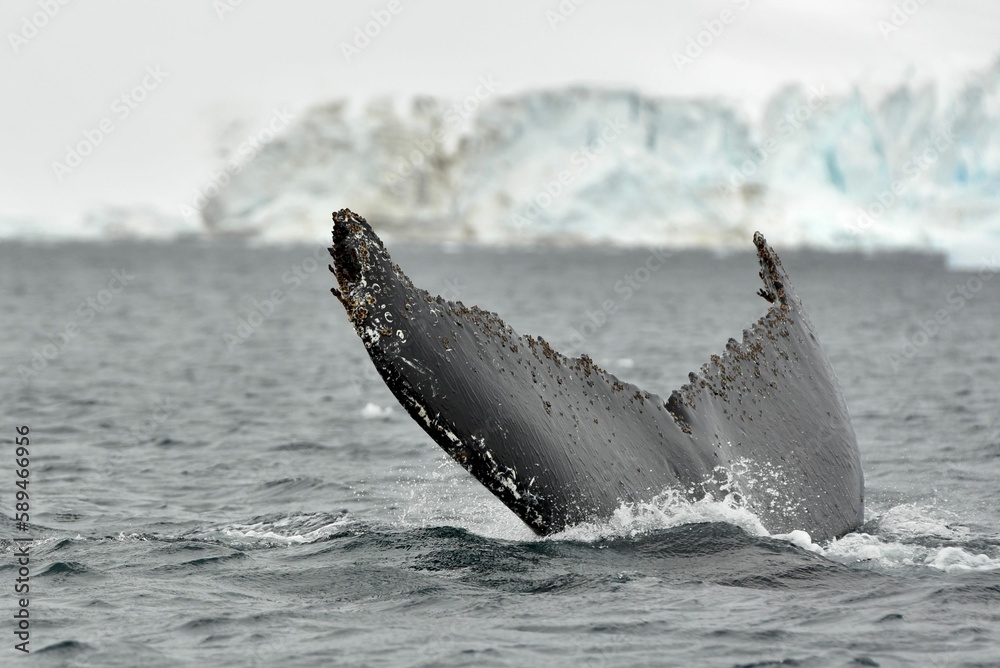 Fototapeta premium Closeup of a huge tail of an Antarctica whale on the surface of a sea