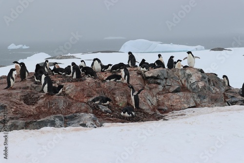 Landscape shot of a penguin colony walking on a rock surrounded with snow under the white sky