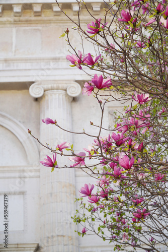 spring in italy, magnolia flowers on the background of ancient architecture