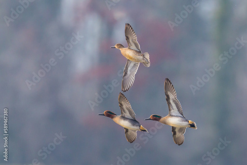 three common teals (Anas crecca) in flight in front of forest