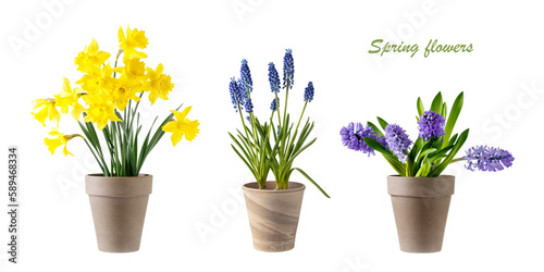 Spring garden flowers set. Yellow narcissus  blue muscari  violet hyacinth bulbs and flowers in clay pot isolated