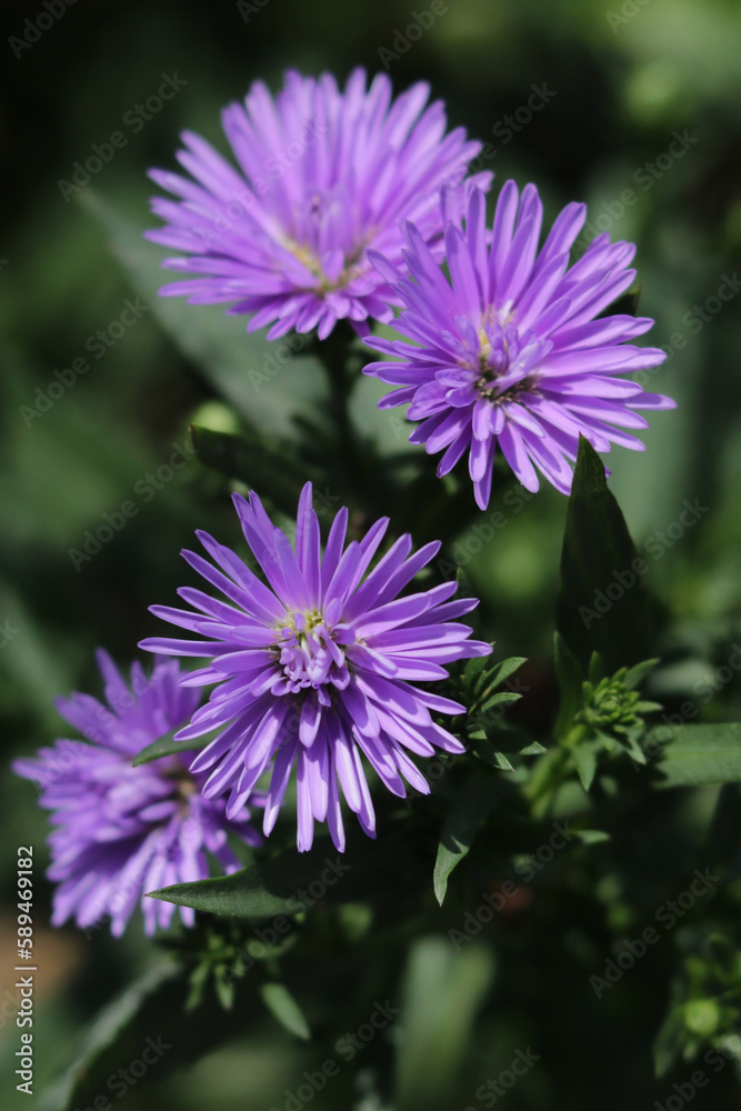 Beauty of purple Aster flower in the garden Beauty of purple Aster flower in the garden