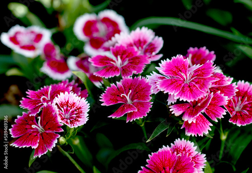 Beautiful flowers Dianthus barbatus or Chinese pink in backyard garden