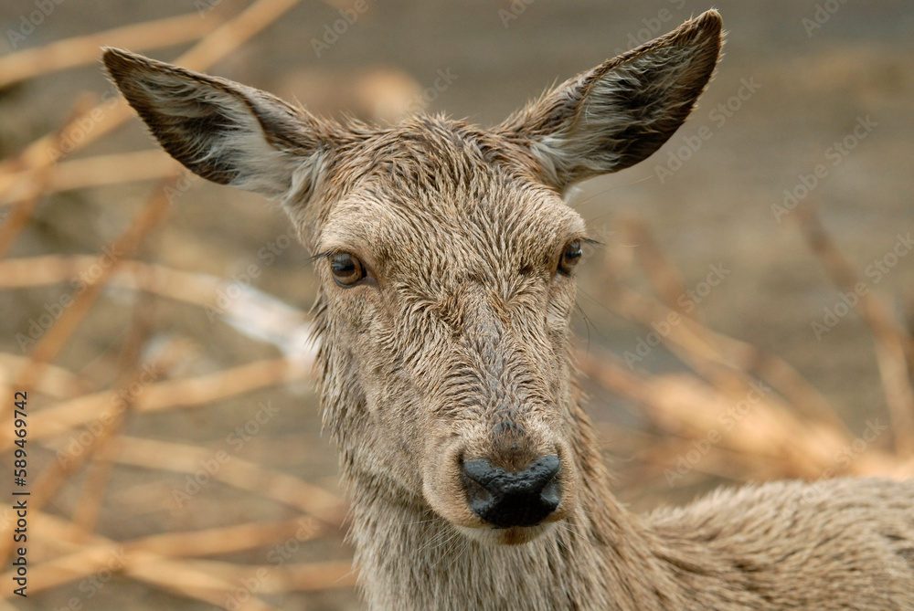 Cerf élaphe, biche, Cervus elaphus Cerf élaphe, biche, Cervus elaphus