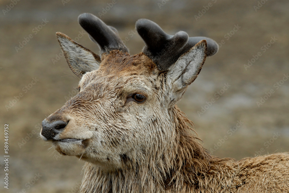 Fototapeta premium Cerf élaphe, Cervus elaphus