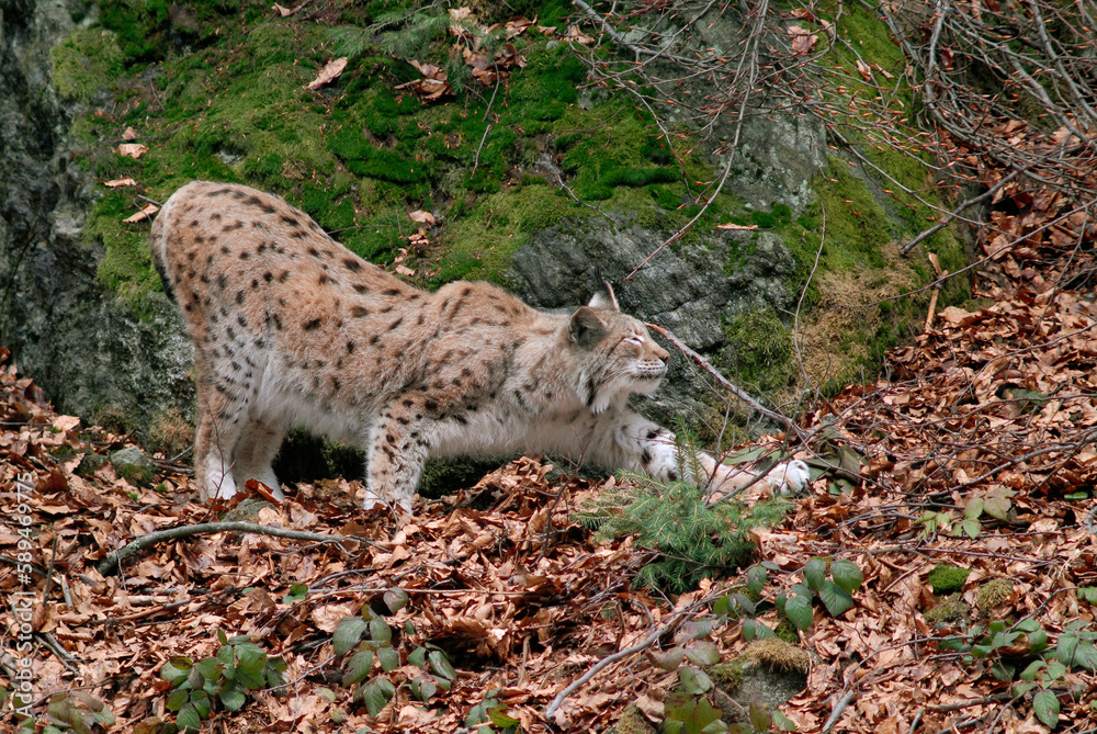 Obraz premium Lynx boreal, Lynx lynx