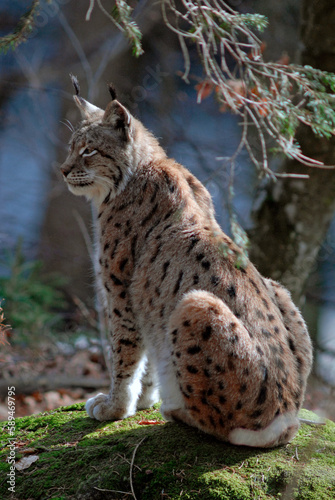 Lynx boreal, Lynx lynx © JAG IMAGES